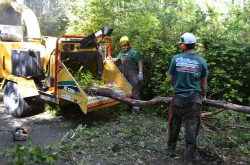 tree services Spring Bay